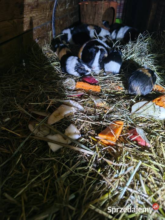 Sprzedam Świnki Morskie 503465488 sprzedam