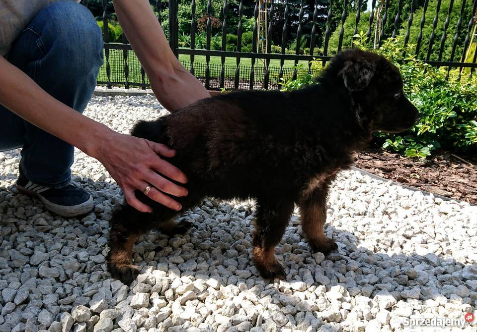 Owczarek niemiecki szczenięta długowłose kujawsko-pomorskie Milżyn