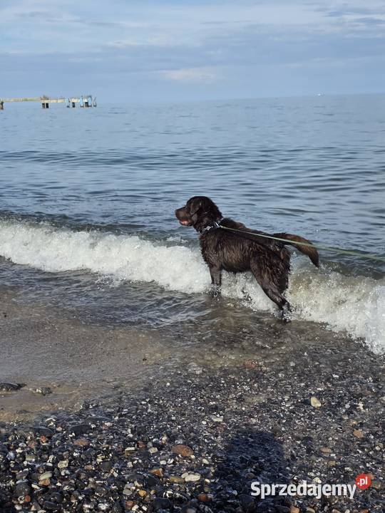 8 miesiecznyLabrador Retriever Szczecin sprzedam