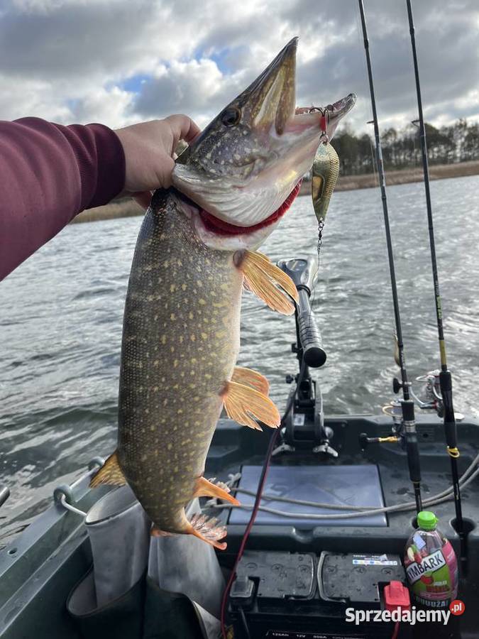 łudka wędkarska Świecie