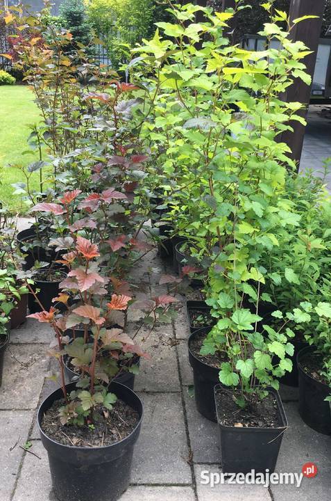 Sprzedam sadzonki pęcherznic zielonych wys około Warszawa sprzedam