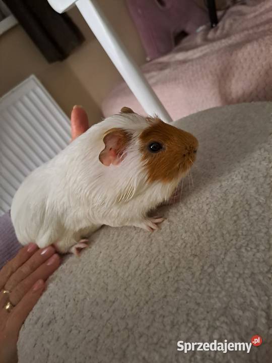 Oddam świnkę morską Malbork