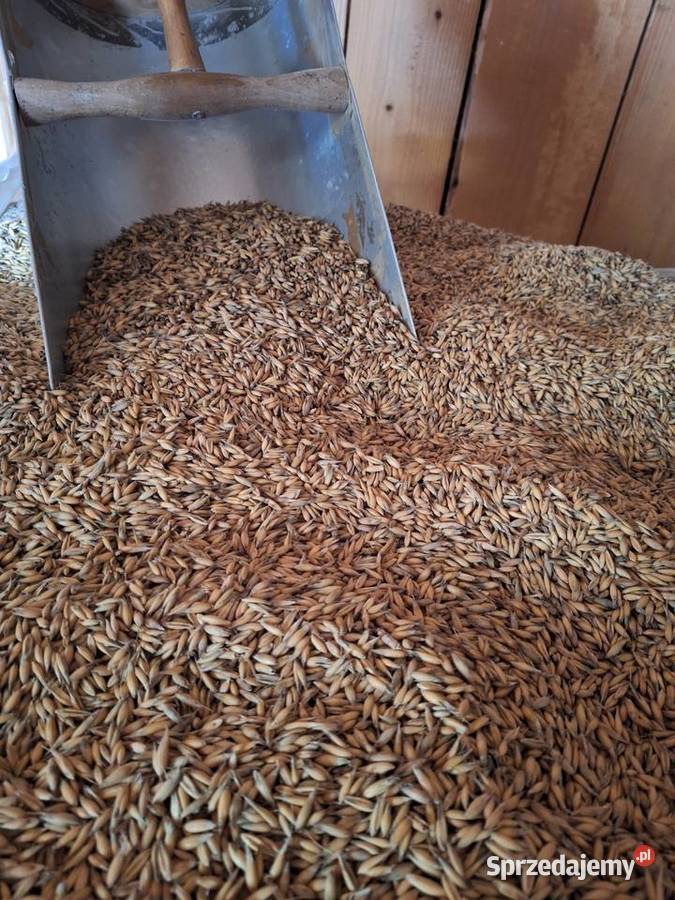 Owies oczyszczony Ołpiny