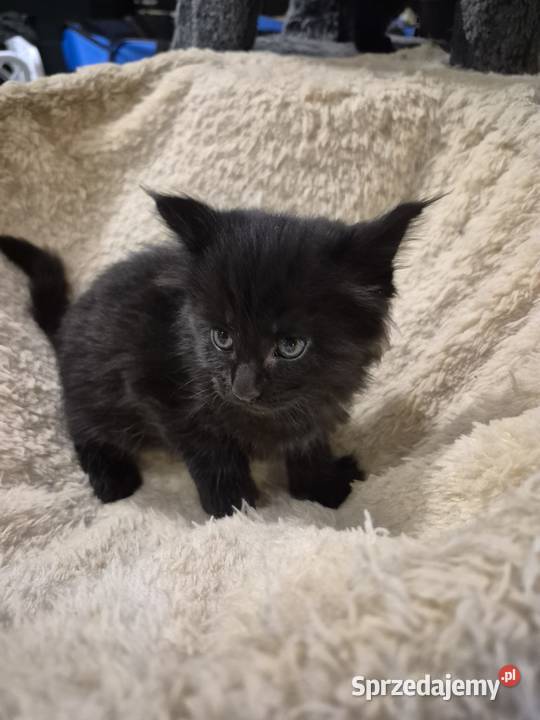 Kotki MaineCoon Koty Będzin sprzedam