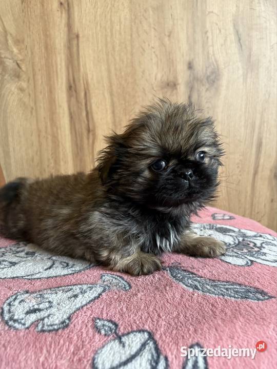 Piesek pekińczyk Lipsko