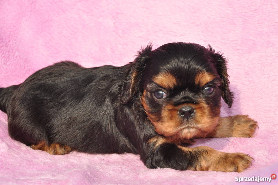 Cavalier King Charles Spaniel rude i podpalane Kraków