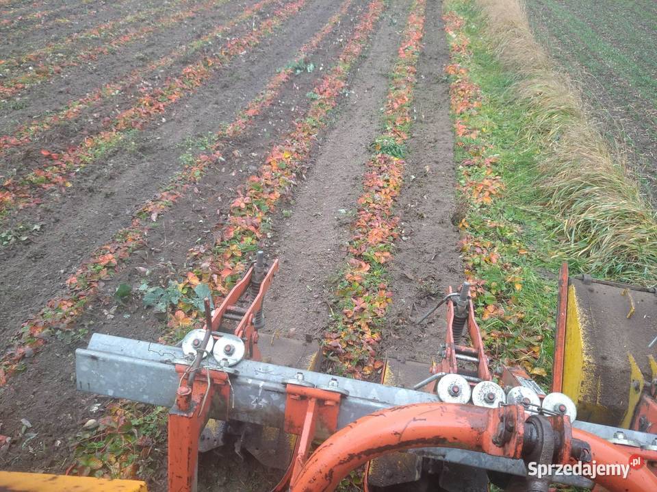 Glebogryzarka do truskawek BREVIGLIERI MBE Wierszczyca