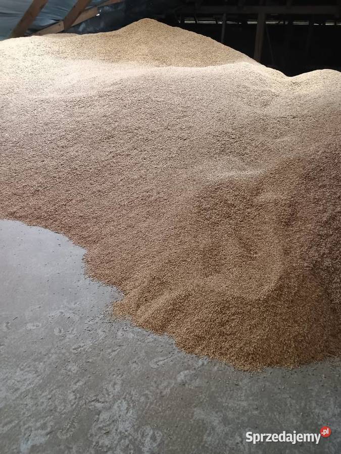 Owies soczewica zielona podlaskie Suwałki