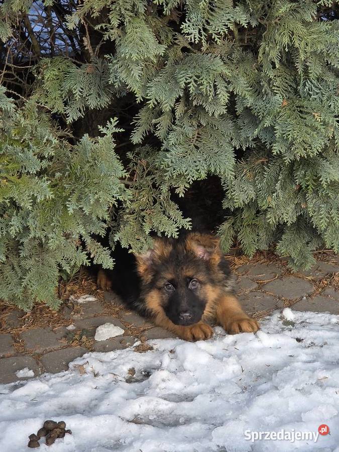 Owczarek niemiecki długowłosy szczeniak