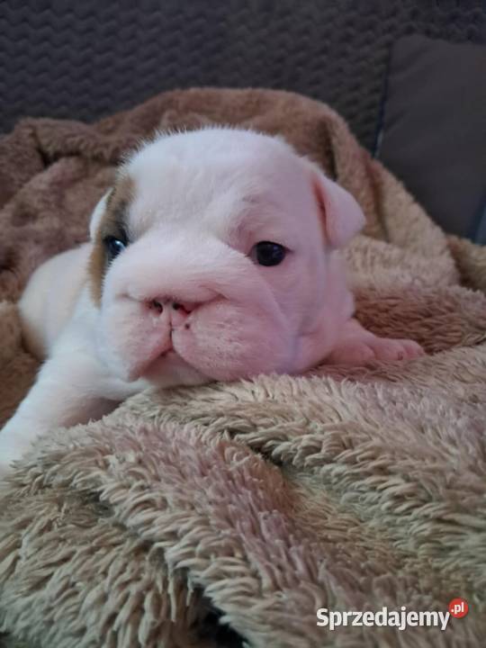 Buldog angielski fci Bodzentyn
