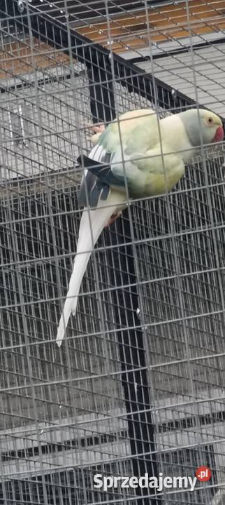 Akeksandretty obrożne Płońsk sprzedam