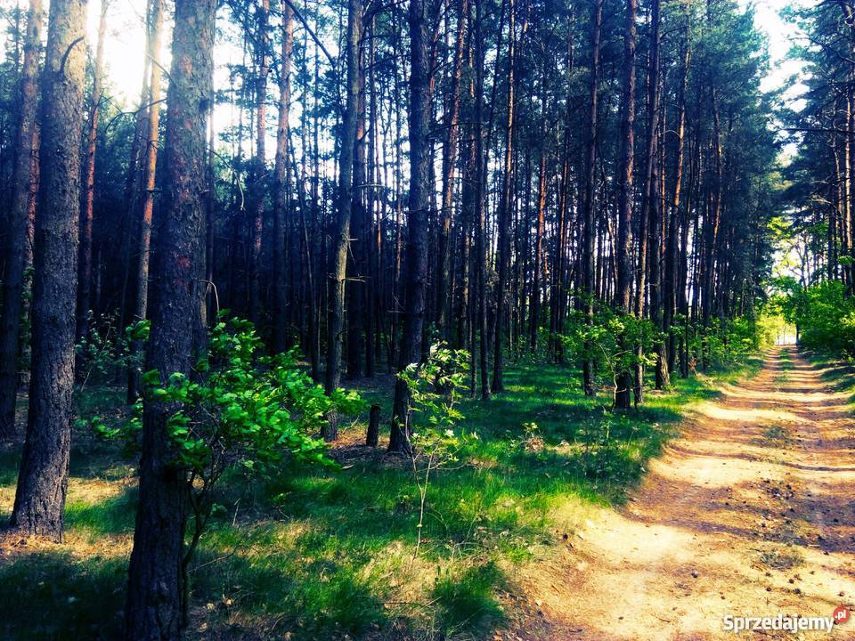 Działka leśna jeziorem w Starym Kramsku