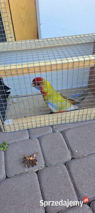 Rozelke królewskie pastele Hrubieszów