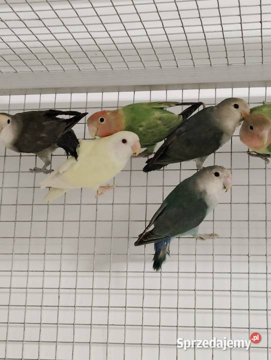 Nierozłączki czerwonoczelne Niepołomice