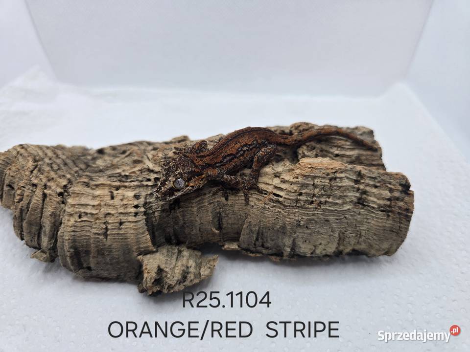 Gekony gargulcowe śląskie Zawiercie