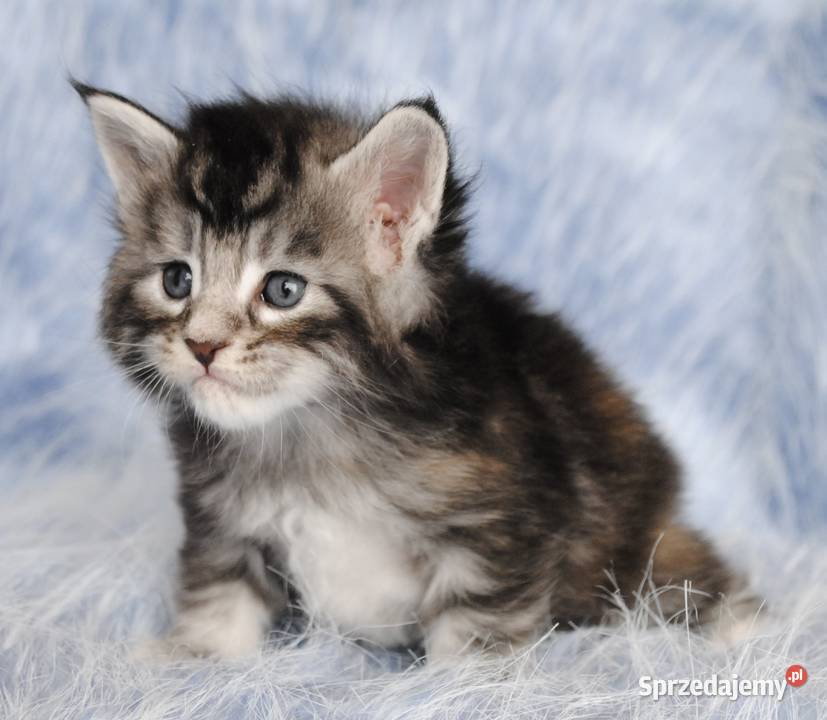 Kociaczki maine coon z prawdziwym rodowodem Brzezia Łąka