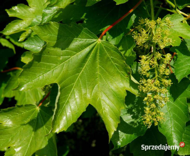KLON JAWOR Acer pseudoplatanus NASIONA 500 sztuk sprzedam