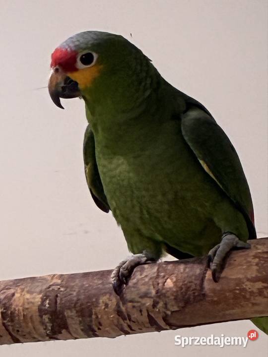 Amazonka żółtolica samiec 2023r DNA Koło