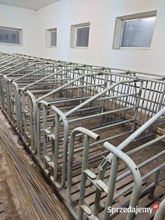 Kojce do loch Całość wielkopolskie Pobiedziska