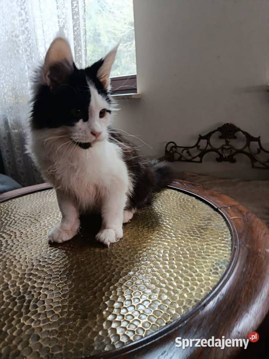 Ładny kociak maine coon małopolskie