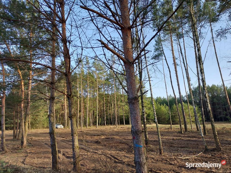 Rogóźno 1261m2 piękna działka rzeki i lasu rekreacyjna Grunty i działki