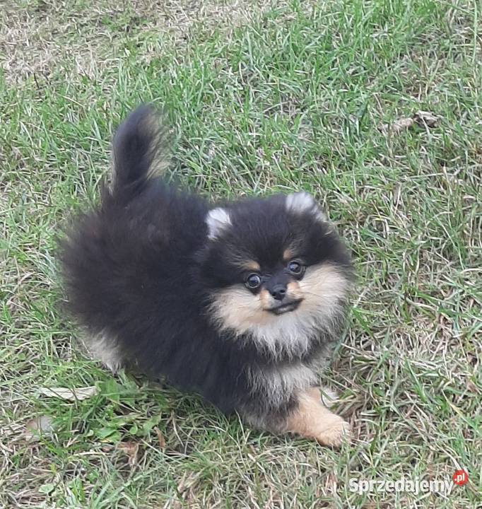 Szpic miniaturowy pomeranian sunia