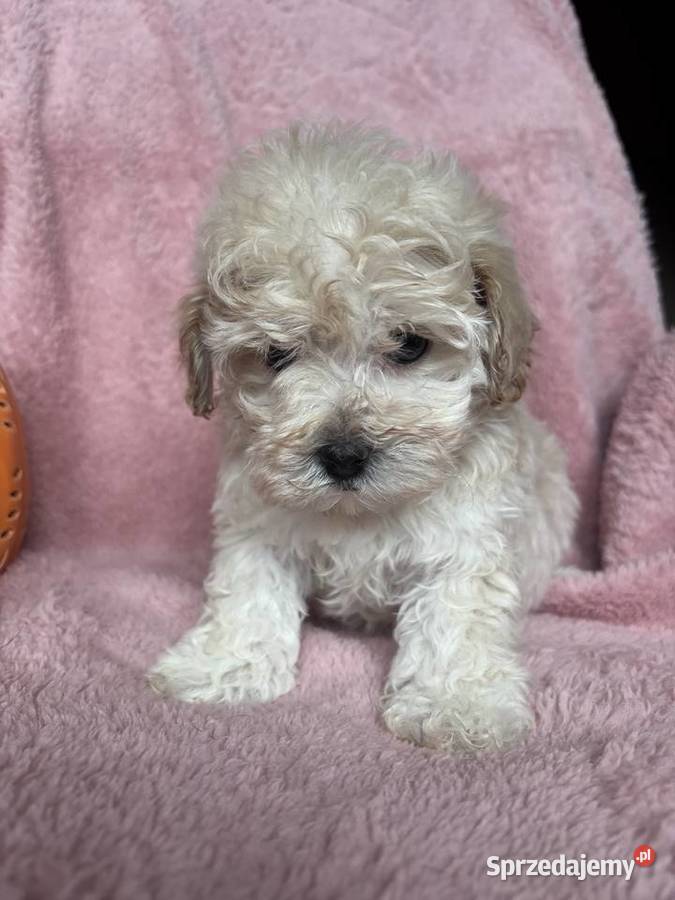 Maltipoo piesek F1 biszkoptowy Częstochowa