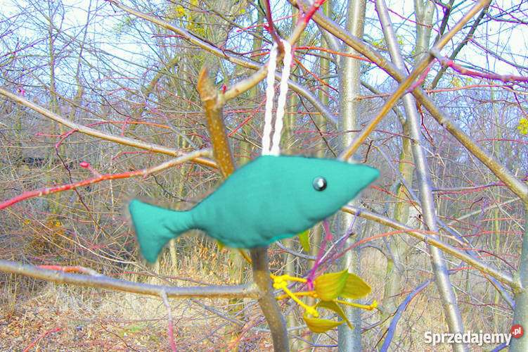 Rybka zielonazawieszka dekoracyjna śląskie