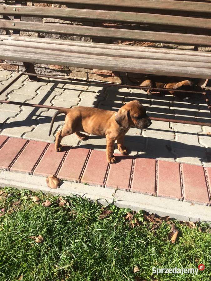 Posokowiec bawarski Jabłonka