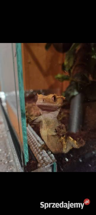 Gekon orzęsiony z terrarium Bobrek