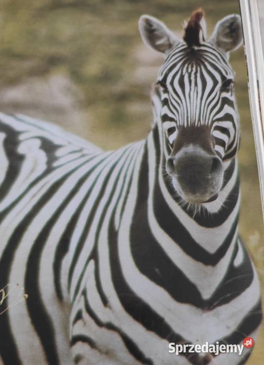 Album Lew nie jest królem zwierząt Gdańsk sprzedam