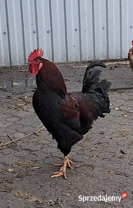 Dwa młode koguty Ciechanów