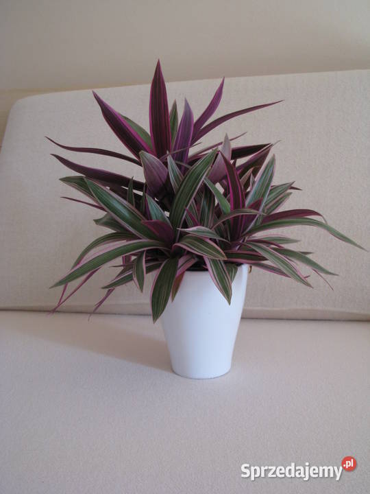 Reo meksykańskie trzykrotka tradeskancja piękna Zielone Rośliny domowe Brzegi