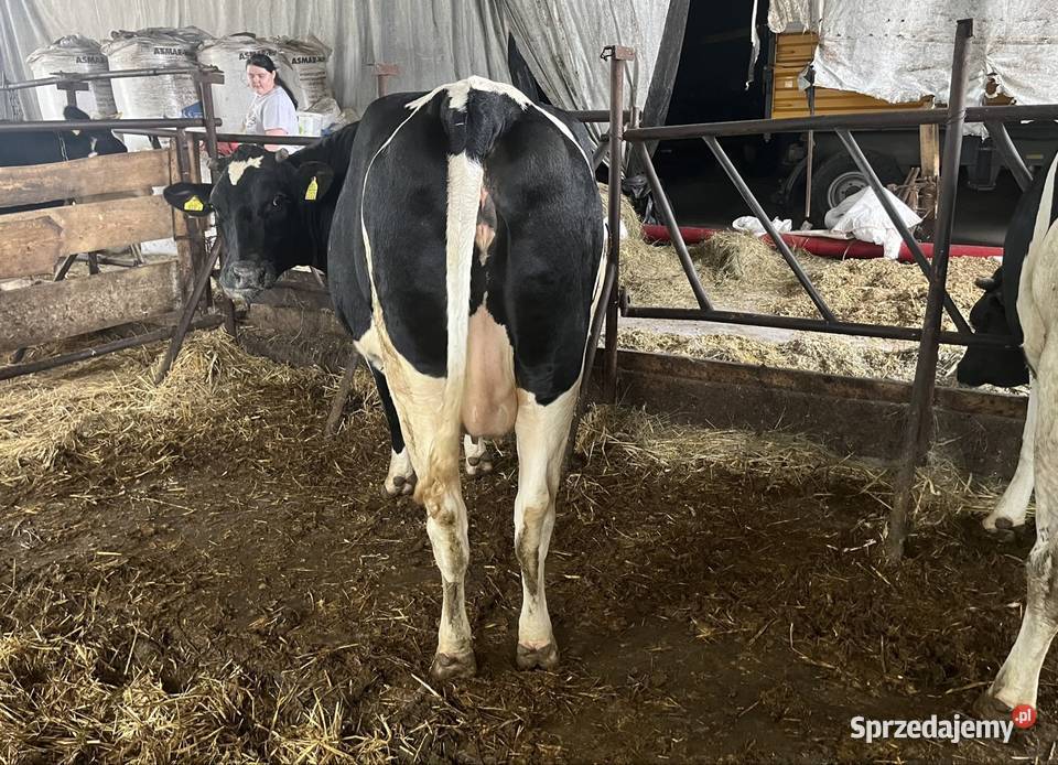 Jałówki wysokocielne Begno