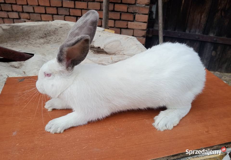 Krolik kalifornijski samiczka Tarnowskie Góry sprzedam