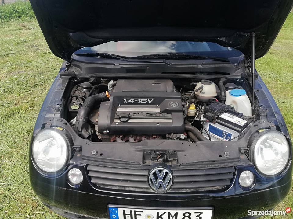 Lupo gotowe do rejestracji Lwowiec