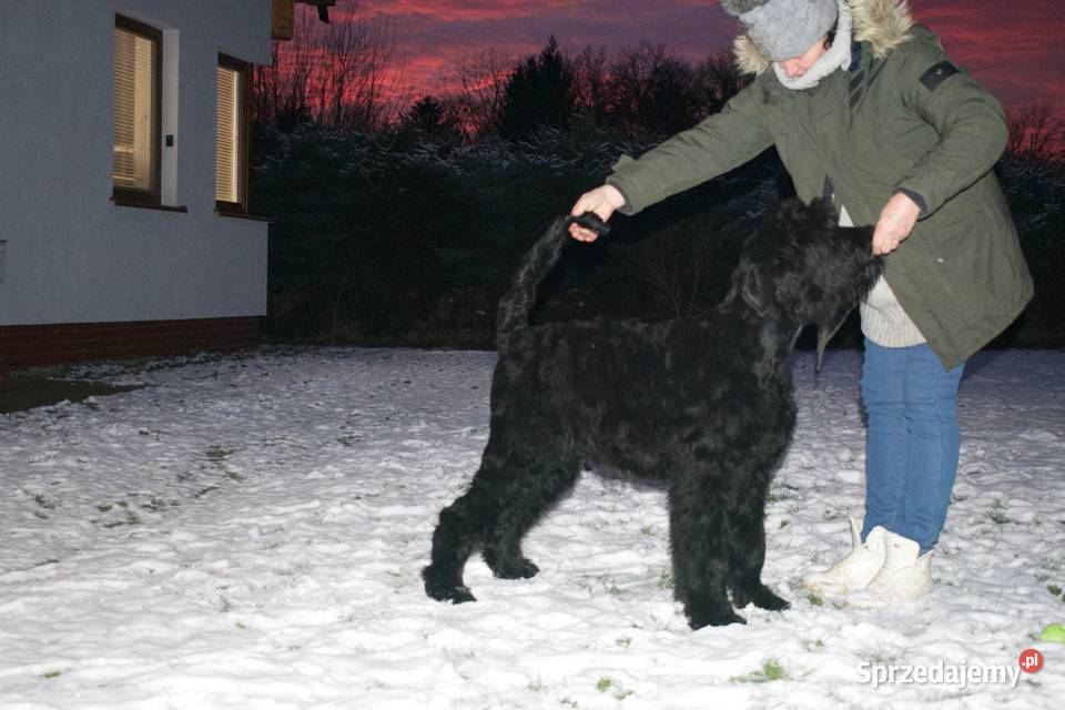 Czarny Terier Rosyjski Krzeszyce