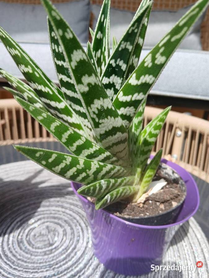 Aloes pstry Nowy Sącz