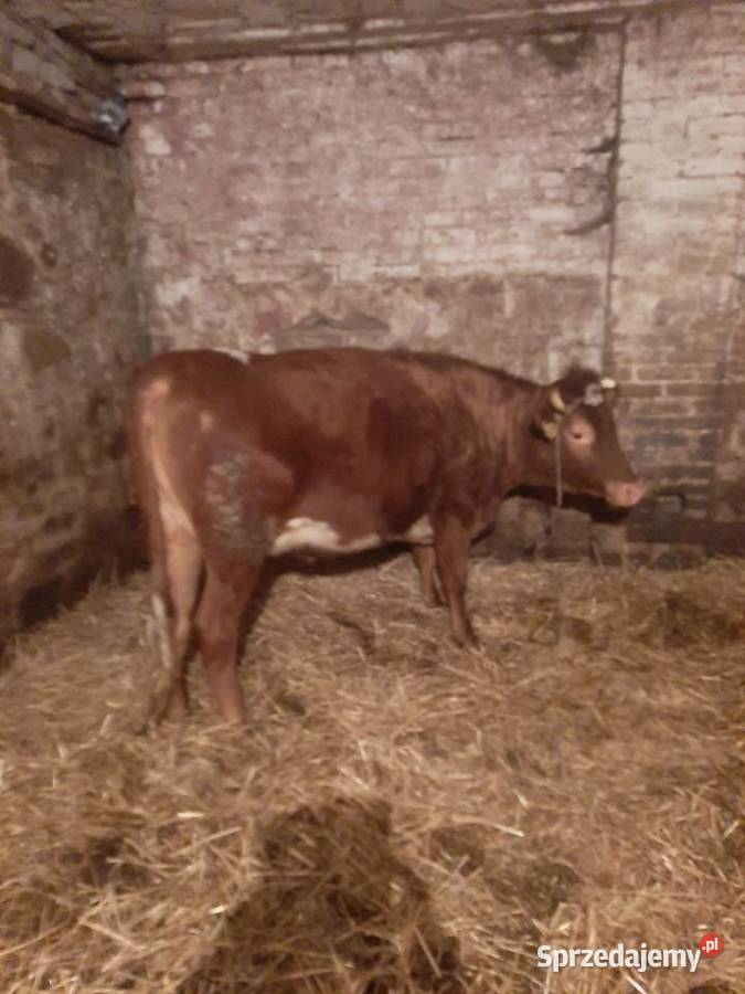 Sprzedam jałówkę wysokocielną świętokrzyskie