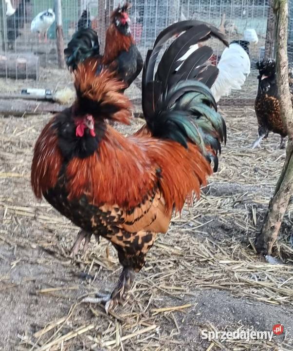 kury pawłowskie jaja lęgowe młode Lisewiec