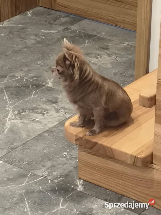 Chihuahua liliowa długowłosa sunia Chihuahua