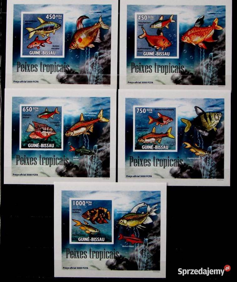 Gwinea Bissau fauna Oborniki