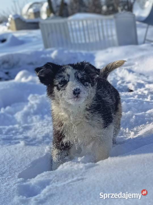 Border collie sable merle Pozostałe Zwierzęta Hrubieszów