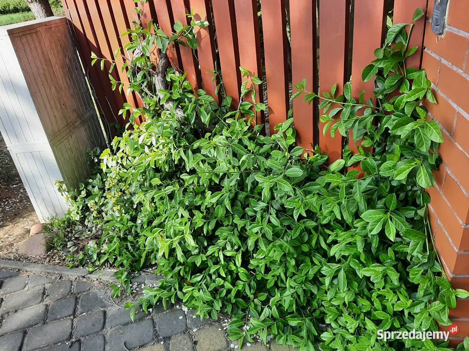 Trzmielina Coloratus duża sadzonka Lublin