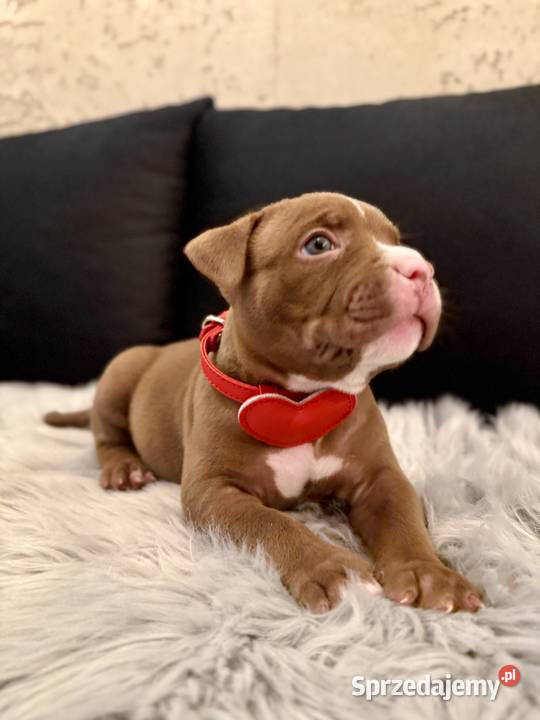 Suczka American Bully Pocket Pozostałe kujawsko-pomorskie Inowrocław