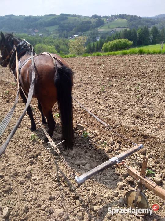 Sprzedam konia rasy huculskiej Bobowa