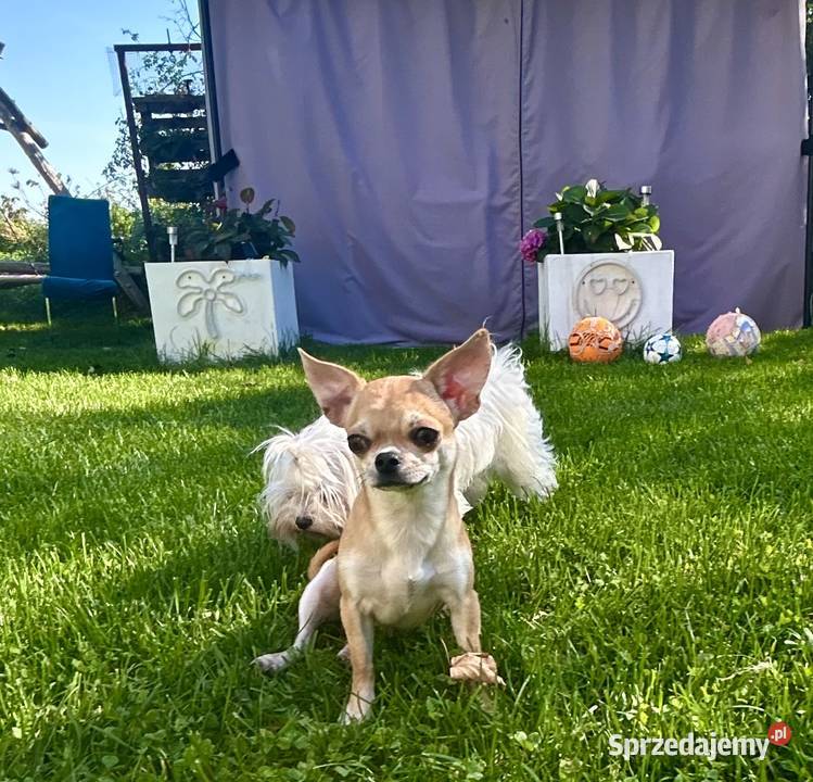 Chihuahua suczka Chihuahua świętokrzyskie sprzedam