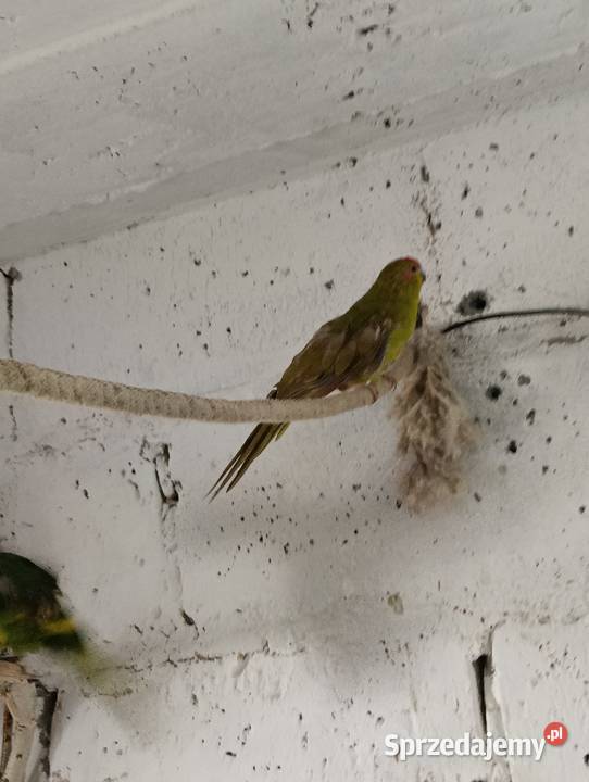 Modrolotki kozie pary legowe Brzeziny