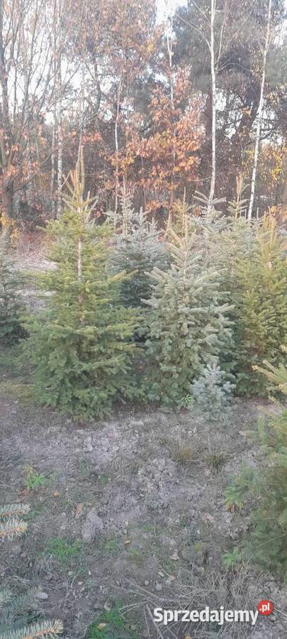Choinka żywa świerk zwykły srebrny gałązki Iglaste śląskie Częstochowa