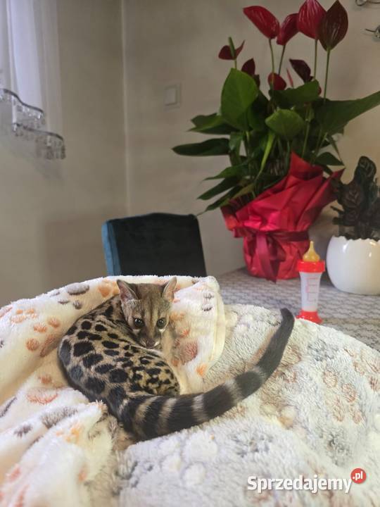 Żeneta lamparcią Genetta maculata Cisie-Zagrudzie